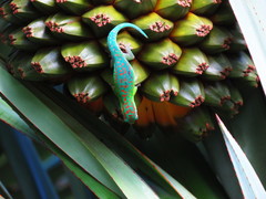 Phelsuma cepediana