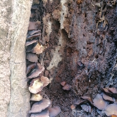 Crepidotus applanatus