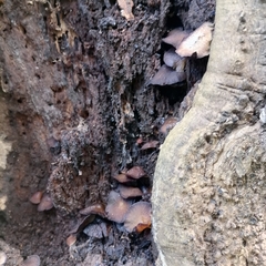 Crepidotus applanatus