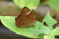 Abisara abnormis
