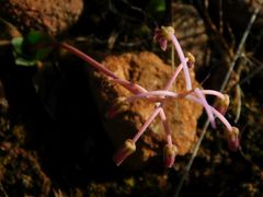 Ledebouria ovalifolia