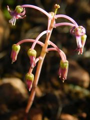 Ledebouria ovalifolia