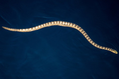Hydrophis ornatus