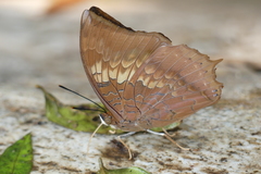 Charaxes bernardus hierax
