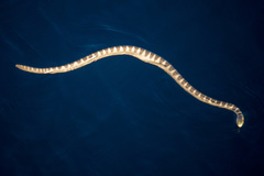 Hydrophis ornatus