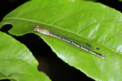 Oxyagrion terminale