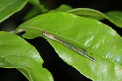 Oxyagrion terminale