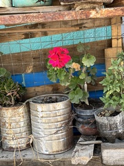 Pelargonium
