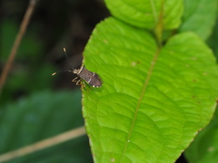 Cletomorpha simulans