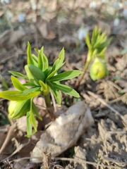 Helleborus odorus