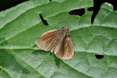 Miltomiges cinnamomea