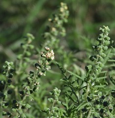 Ambrosia tenuifolia