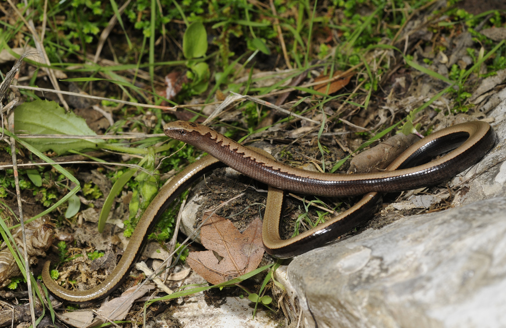 Peloponnese Slow Worm