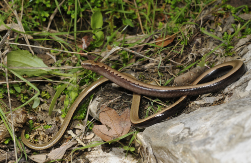 Peloponnese Slow Worm