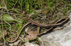 Peloponnese Slow Worm photo 1