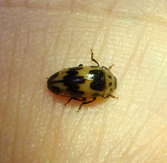 Ischyrus quadripunctatus