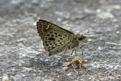 Sovia albipectus