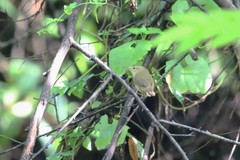 Phylloscopus nitidus