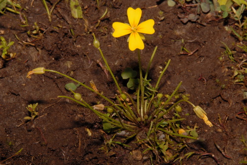 Image of Leavenworthia crassa by (c) Brian Finzel, some rights reserved (CC BY-SA)