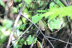 Phylloscopus nitidus
