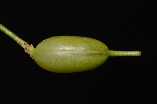 Fleshy-fruit gladecress (Leavenworthia crassa)