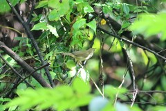 Phylloscopus nitidus