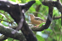 Pellorneum fuscocapillus