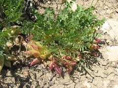 Astragalus megacarpus