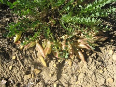 Astragalus megacarpus