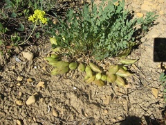 Astragalus megacarpus