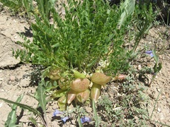 Astragalus megacarpus
