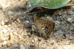 Sovia albipectus