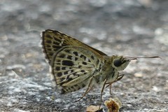 Sovia albipectus