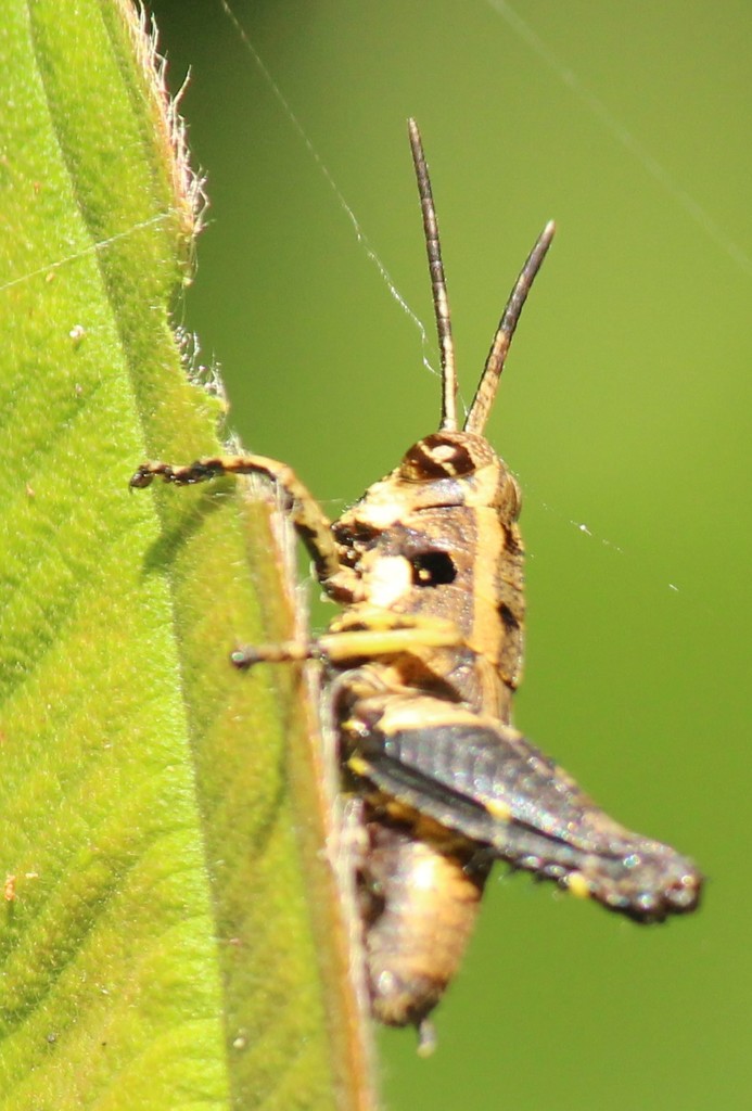 Traulia nigritibialis
