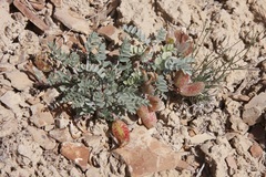 Astragalus chamaeleuce