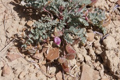 Astragalus chamaeleuce