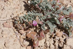 Astragalus chamaeleuce