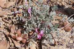 Astragalus chamaeleuce