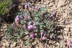 Astragalus chamaeleuce