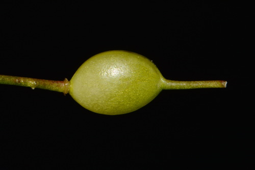 Image of Leavenworthia crassa by (c) Brian Finzel, some rights reserved (CC BY-SA)