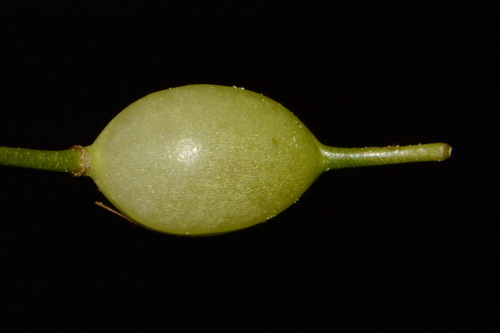 Image of Leavenworthia crassa by (c) Brian Finzel, some rights reserved (CC BY-SA)