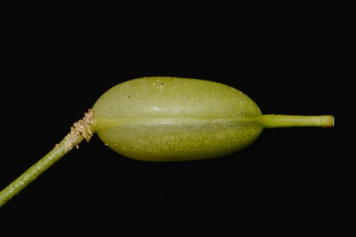 Image of Leavenworthia crassa by (c) Brian Finzel, some rights reserved (CC BY-SA)