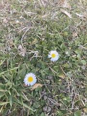 Bellis perennis