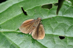 Miltomiges cinnamomea