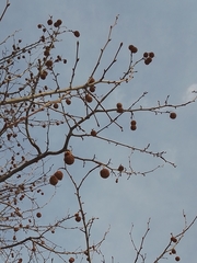 Platanus × hispanica