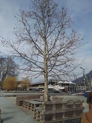 Platanus × hispanica