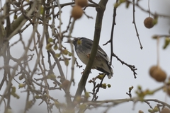 Spodiopsar cineraceus