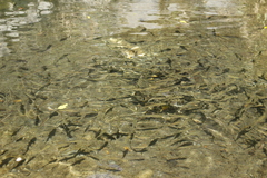 Candidia pingtungensis