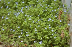 Veronica persica