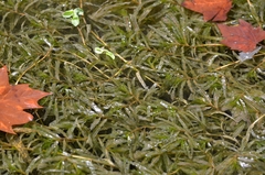 Potamogeton crispus
